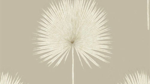 Fan Palm 216637